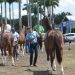 Expofeira abre competição do Mangalarga Marchador com recorde de animais em pista