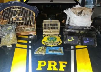 Mulher é presa com drogas, munições, TV Box e aves silvestres na BR-116 em Feira de Santana