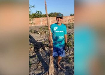 Agricultor colhe mandioca de dois metros em Conceição do Coité e surpreende comunidade rural