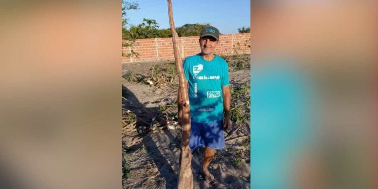 Agricultor colhe mandioca de dois metros em Conceição do Coité e surpreende comunidade rural