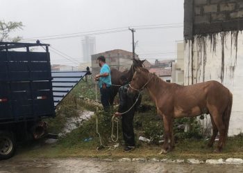 Prefeitura de Feira intensifica recolhimento de animais soltos e reforça ações de segurança viária