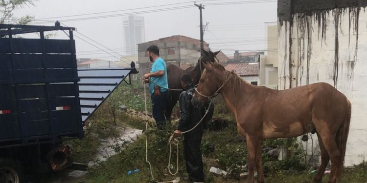 Prefeitura de Feira intensifica recolhimento de animais soltos e reforça ações de segurança viária
