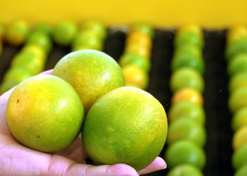 Agricultura baiana cresce 8,4% e atinge recorde histórico de R$ 47,3 bilhões, aponta IBGE