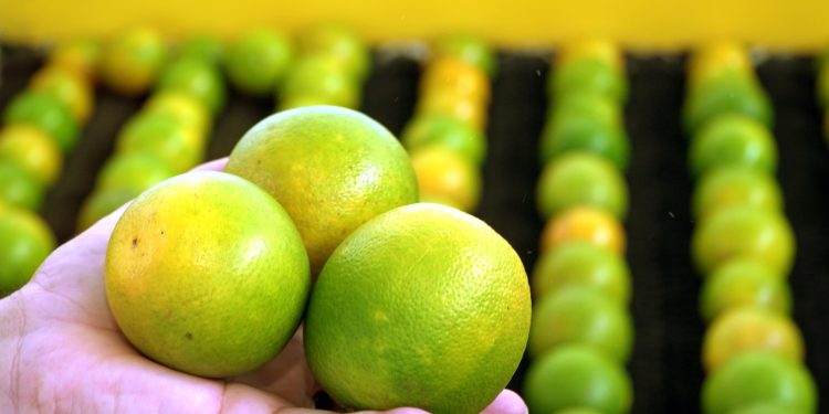 Agricultura baiana cresce 8,4% e atinge recorde histórico de R$ 47,3 bilhões, aponta IBGE