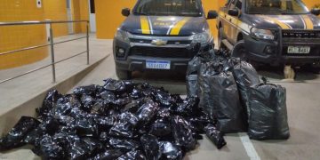 PRF apreende mais de 100 kg de maconha em Simões Filho, na BR-324