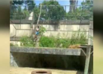 Homem morre após invadir recinto de leoa na Bica, em João Pessoa