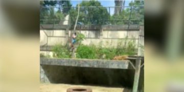 Homem morre após invadir recinto de leoa na Bica, em João Pessoa