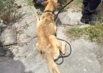 Polícia Civil resgata cão em estado extremo de abandono em Feira de Santana