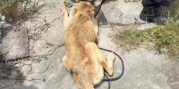 Polícia Civil resgata cão em estado extremo de abandono em Feira de Santana