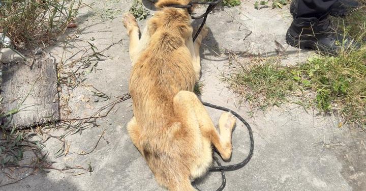Polícia Civil resgata cão em estado extremo de abandono em Feira de Santana