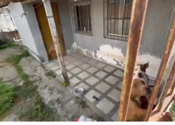 Polícia Civil reforça combate aos maus-tratos e resgata animais em Feira de Santana