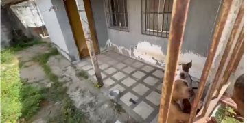 Polícia Civil reforça combate aos maus-tratos e resgata animais em Feira de Santana